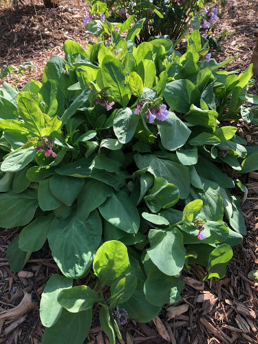 Mertensia virginica - VIRGINIA BLUEBELLS
