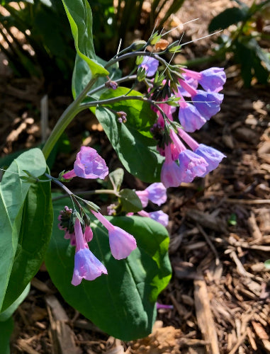 Mertensia virginica - VIRGINIA BLUEBELLS