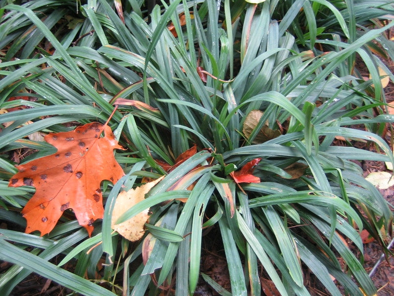 Carex flaccosperma - BLUE WOOD SEDGE