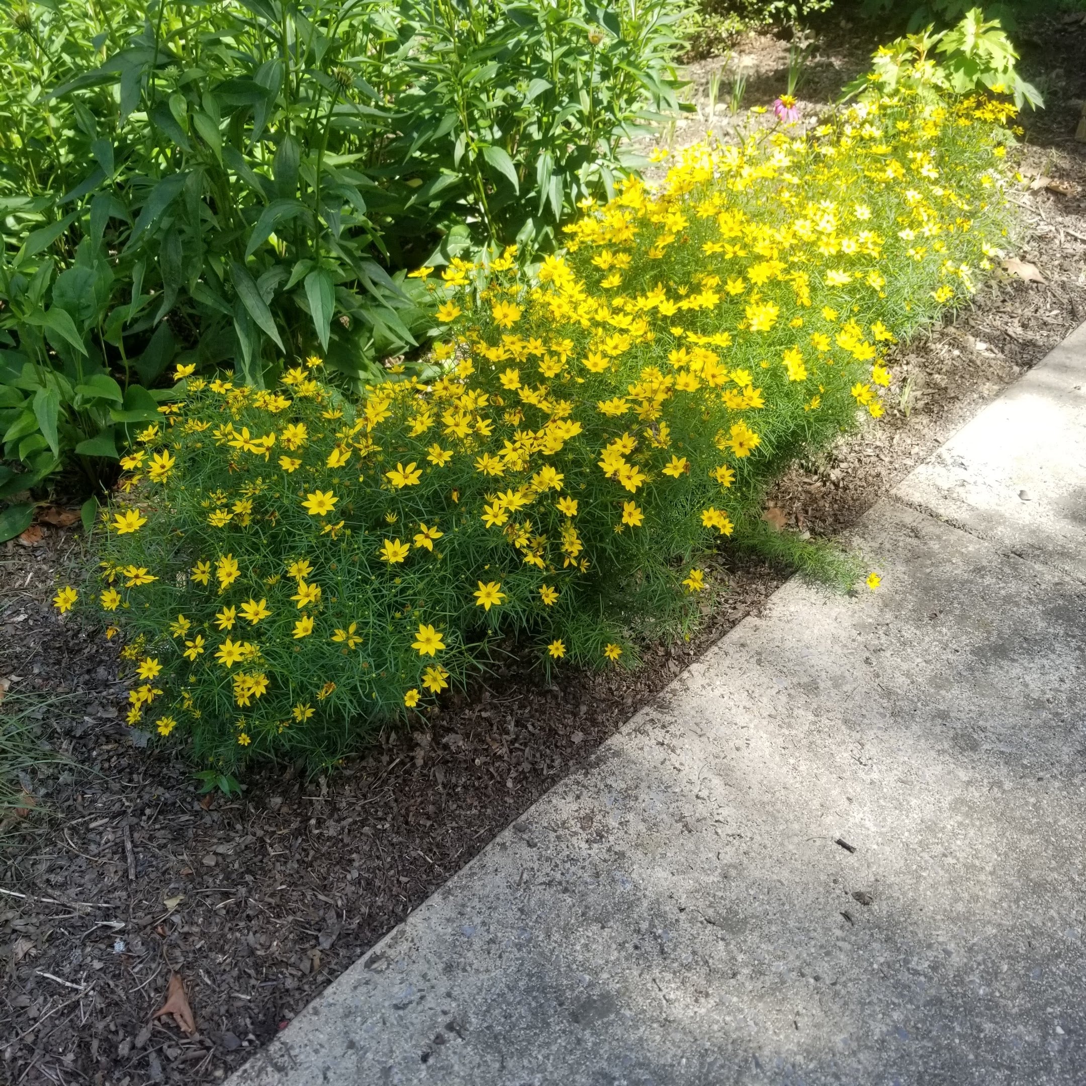 Coreopsis verticillata 'Zagreb'- COREOPSIS 'ZAGREB'