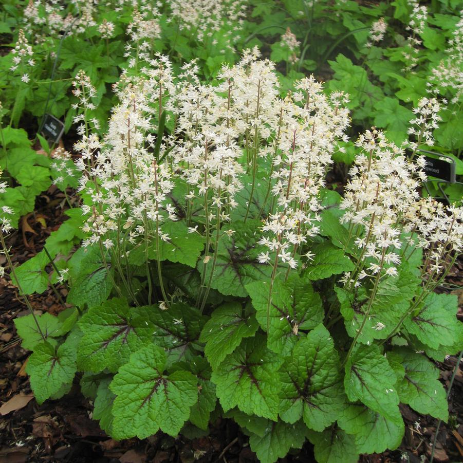 Tiarella cordifolia 'Brandywine' - TIARELLA 'BRANDYWINE'
