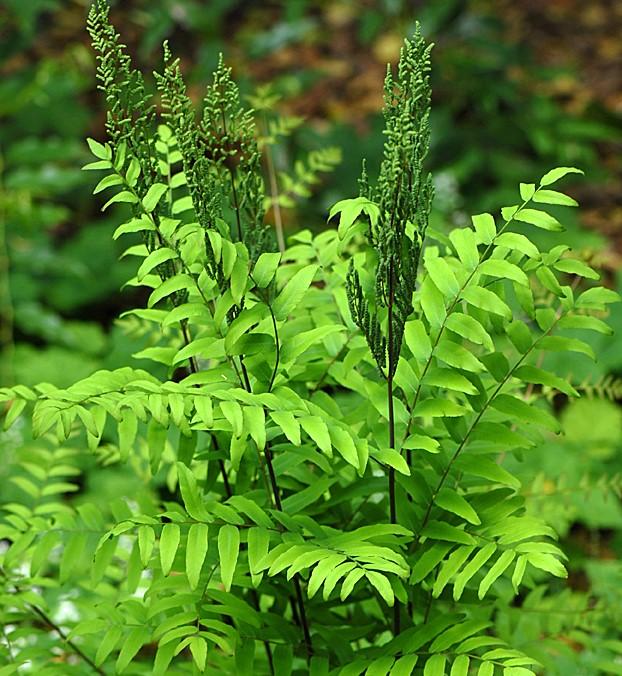 Osmunda regalis var. spectabilis - ROYAL FERN