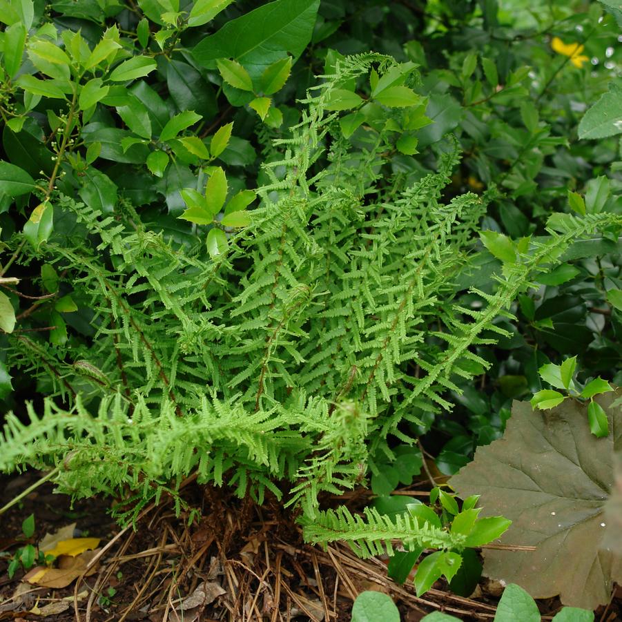 Athyrium filix-femina 'Victoriae' - LADY FERN 'VICTORIAE'