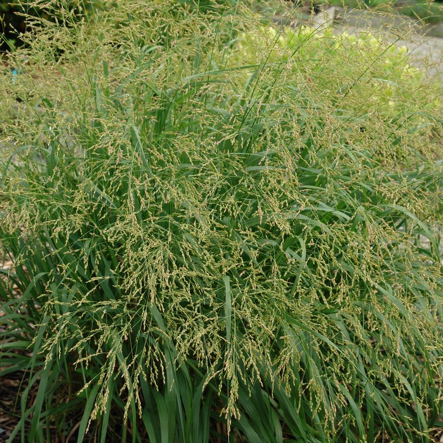 Panicum 'Cape Breeze' - SWITCHGRASS 'CAPE BREEZE'