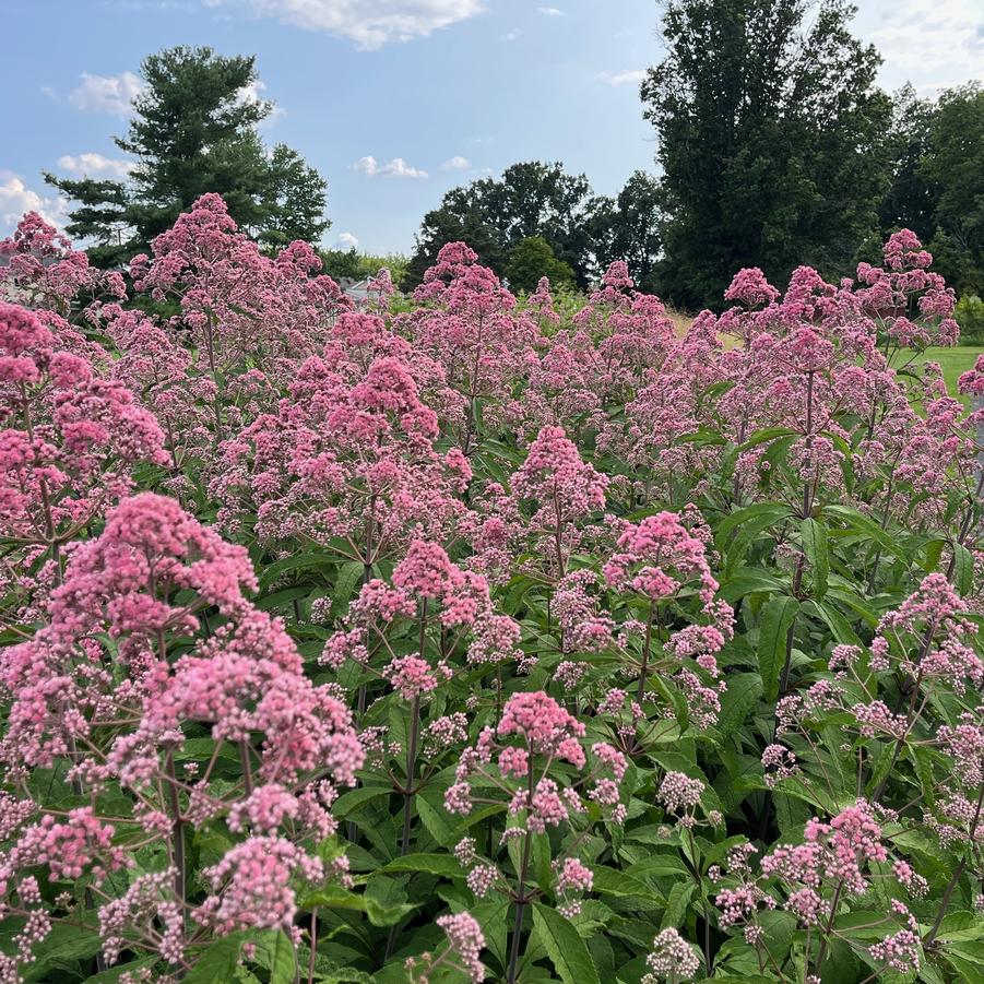 Eupatorium fistulosum 'JoJo' - JOE PYE 'JOJO'