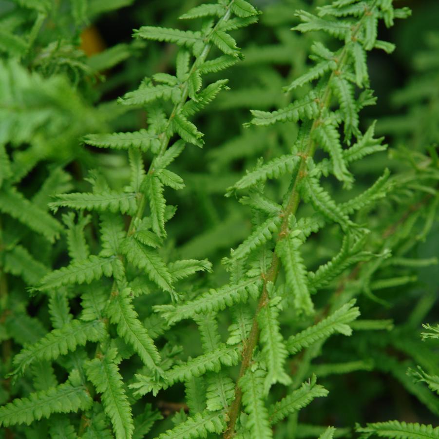 Athyrium filix-femina 'Victoriae' - LADY FERN 'VICTORIAE'