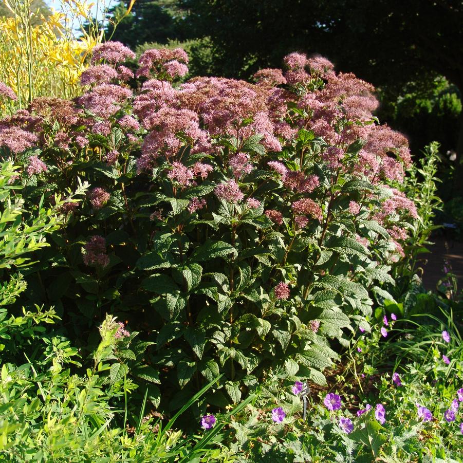 Eupatorium dubium 'Baby Joe' - JOE PYE 'BABY JOE'
