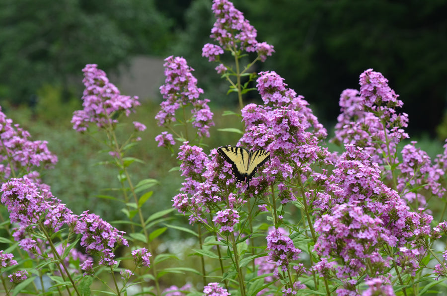 Phlox paniculata 'Jeana' - PHLOX 'JEANA'