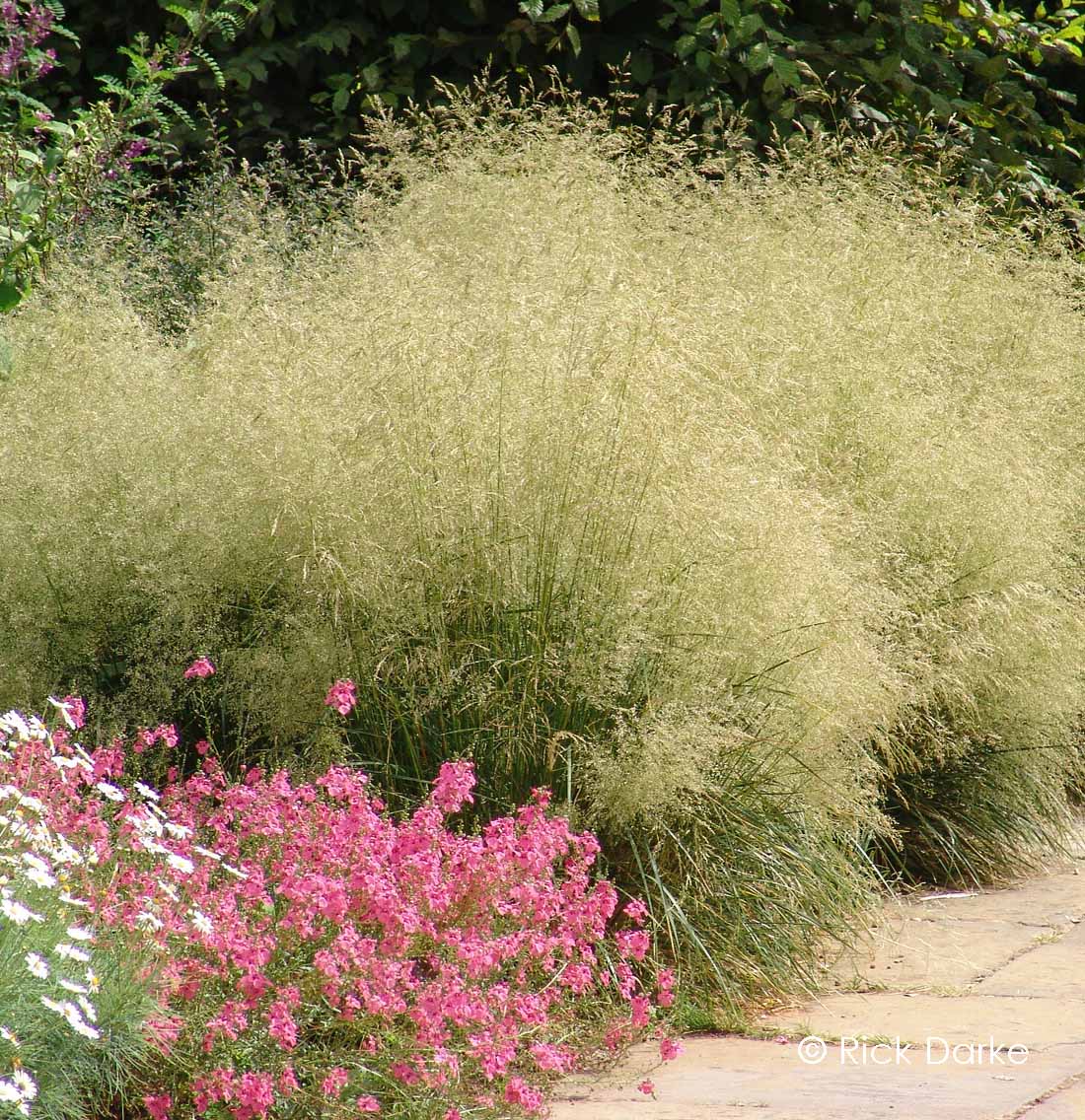 Deschampsia cespitosa 'Goldtau' - TUFTED HAIR GRASS