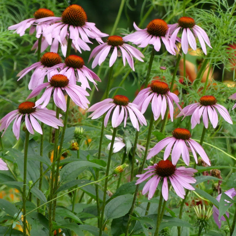 Echinacea purpurea - PURPLE CONEFLOWER