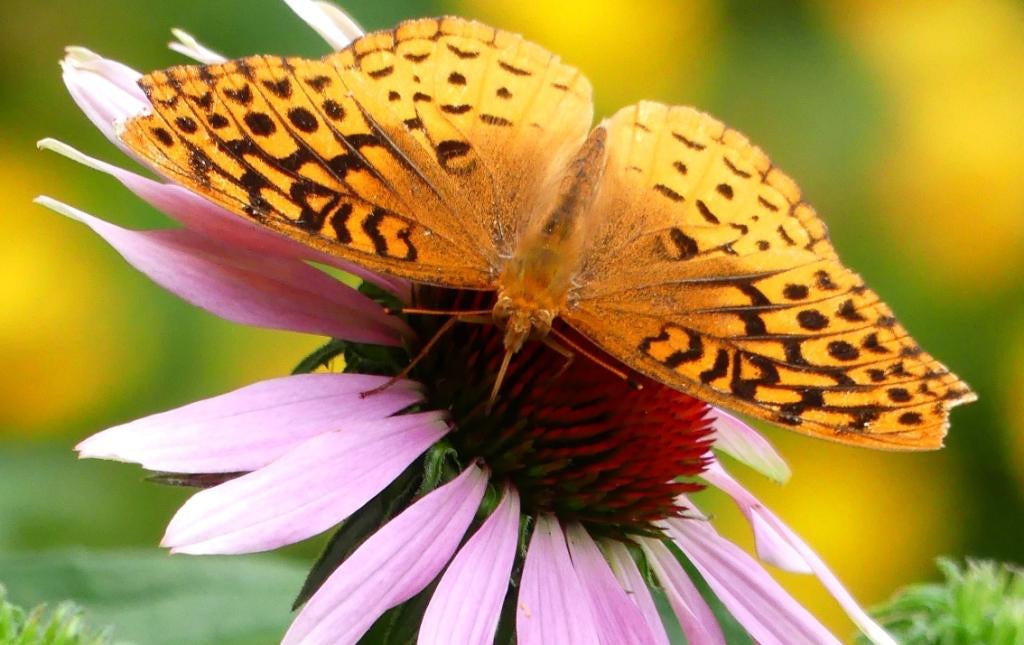 Echinacea purpurea - PURPLE CONEFLOWER
