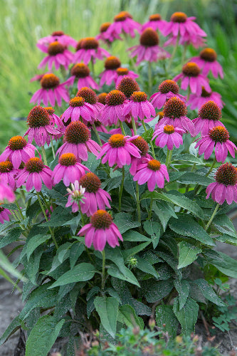 Echinacea purpurea 'Pow Wow Wild Berry' - CONEFLOWER 'POW WOW WILD BERRY'