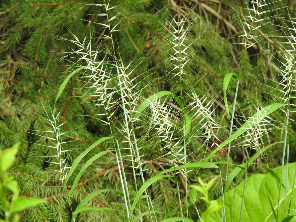Elymus hystrix - BOTTLEBRUSH GRASS