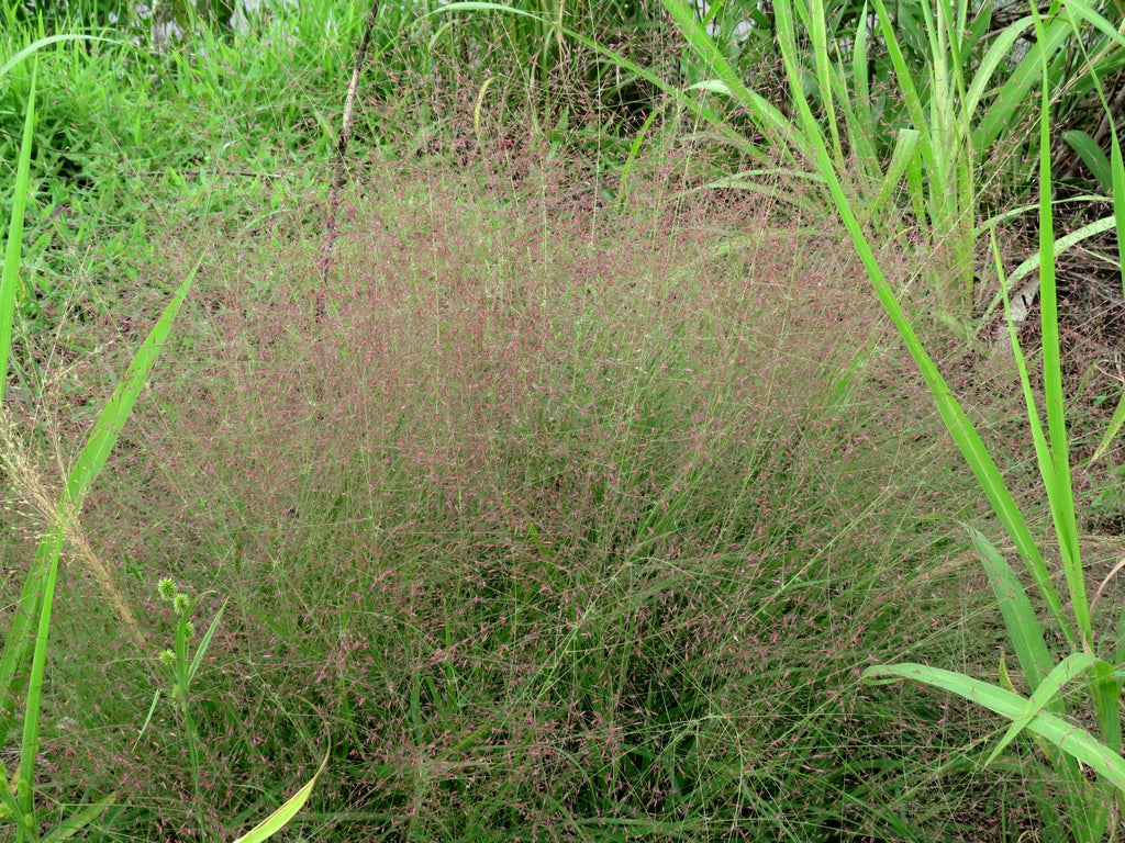 Eragrotsis spectabilis - PURPLE LOVE GRASS