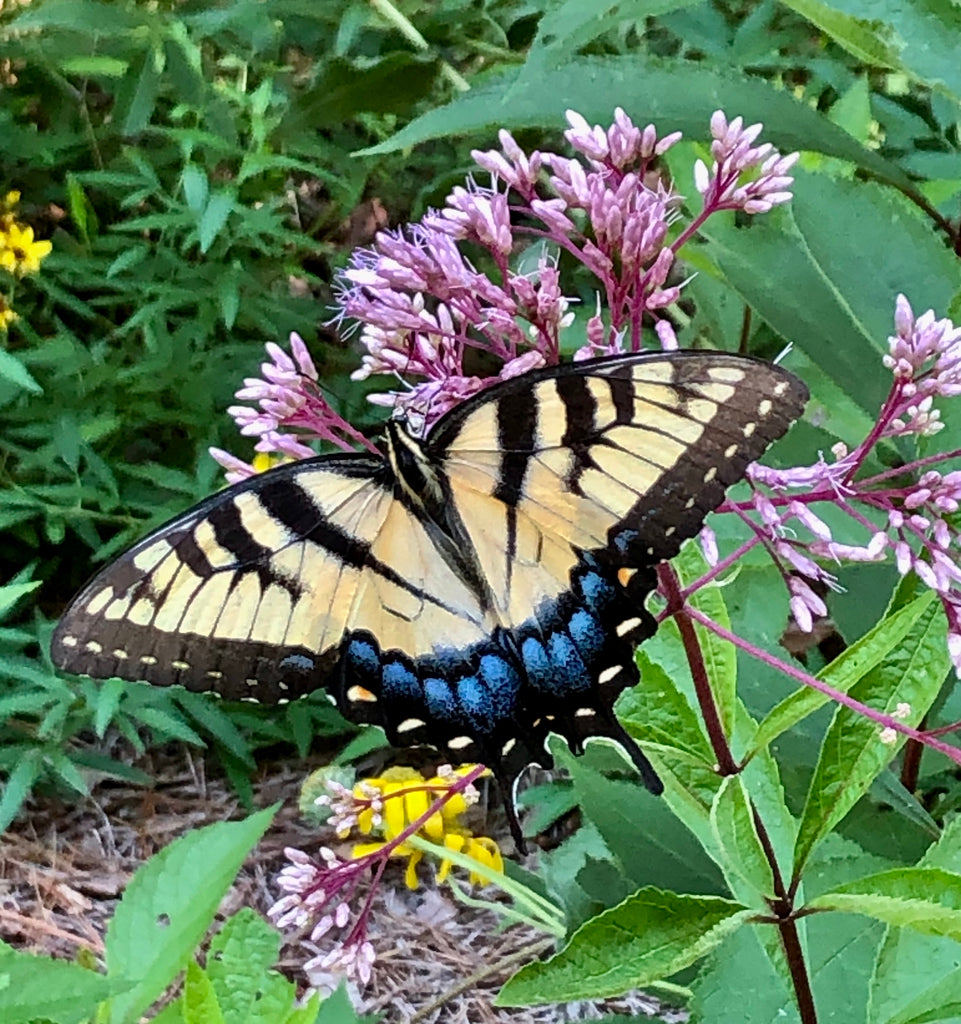 Eutrochium maculatum SPOTTED JOE PYE WEED