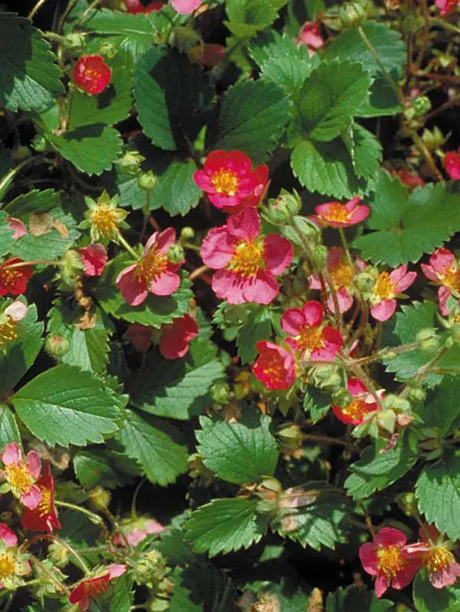 Fragaria x 'Lipstick'