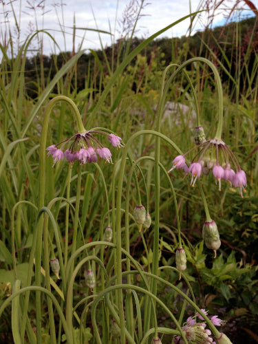 Allium cernuum - NODDING WILD ONION