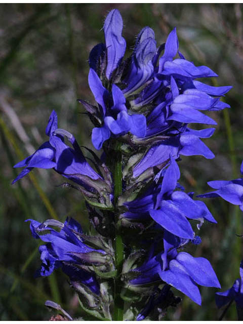Lobelia siphilitica - GREAT BLUE LOBELIA