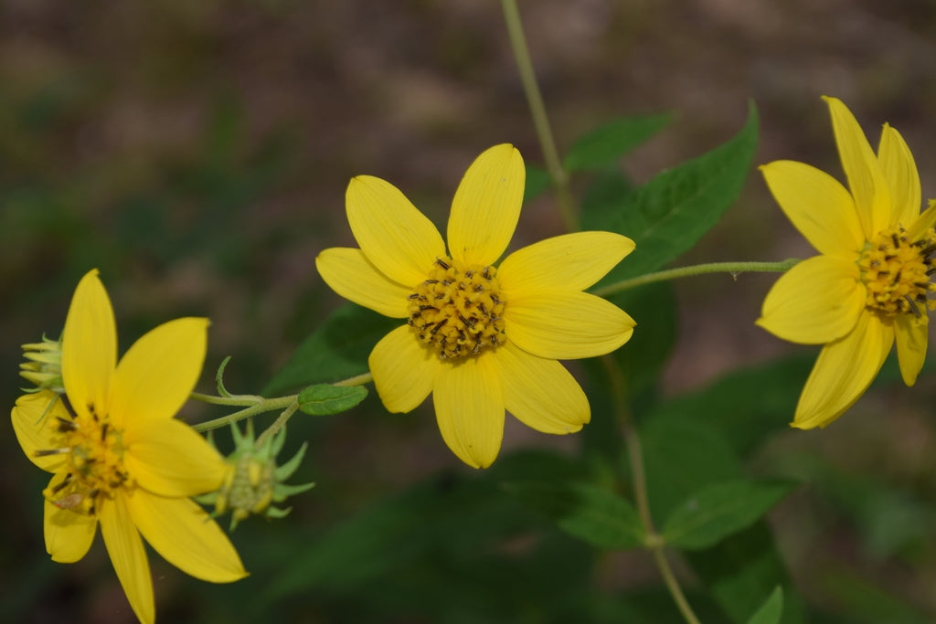 Helianthus microcephalus - SMALL WOODLAND SUNFLOWER