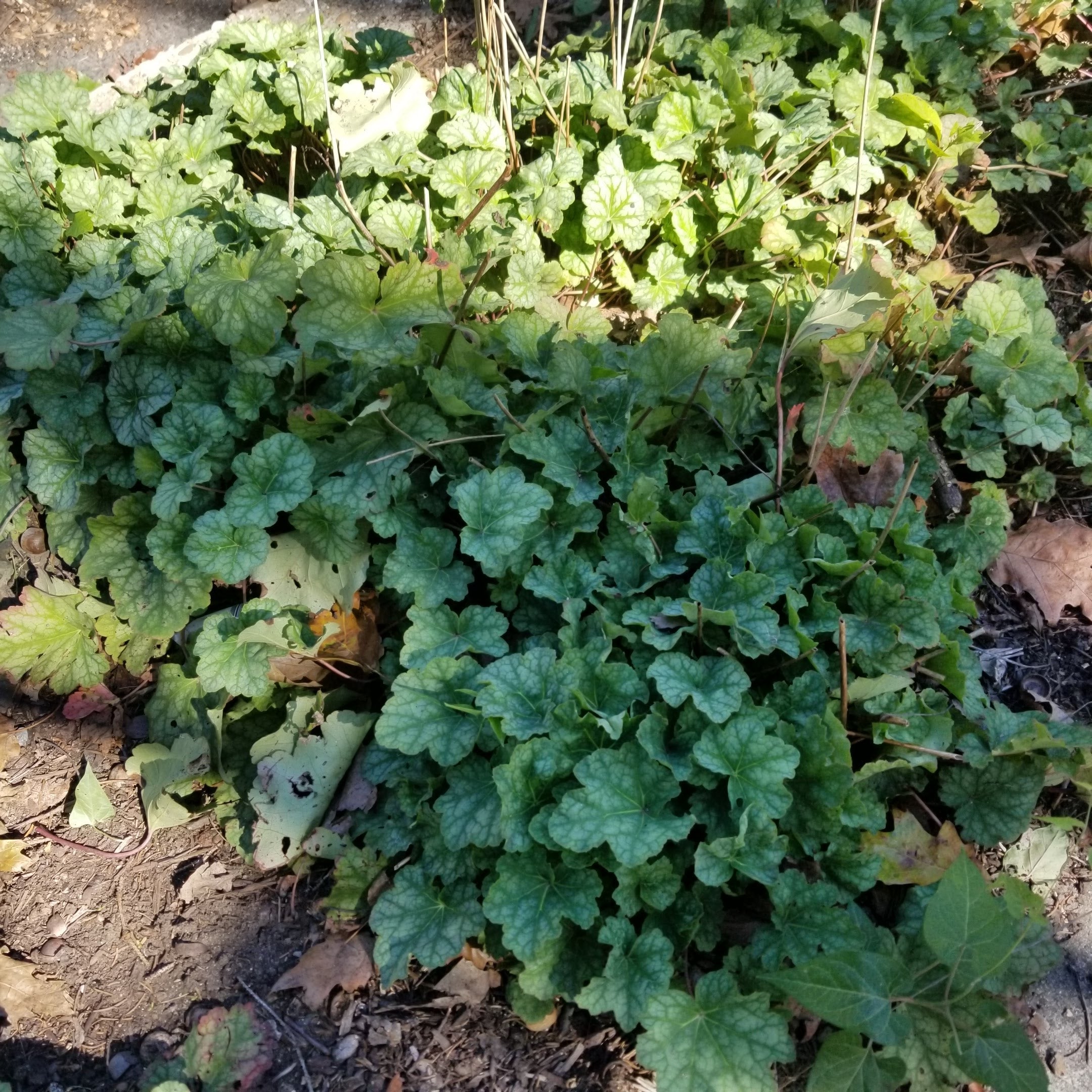 Heuchera americana - HEUCHERA 'DALE'S STRAIN'