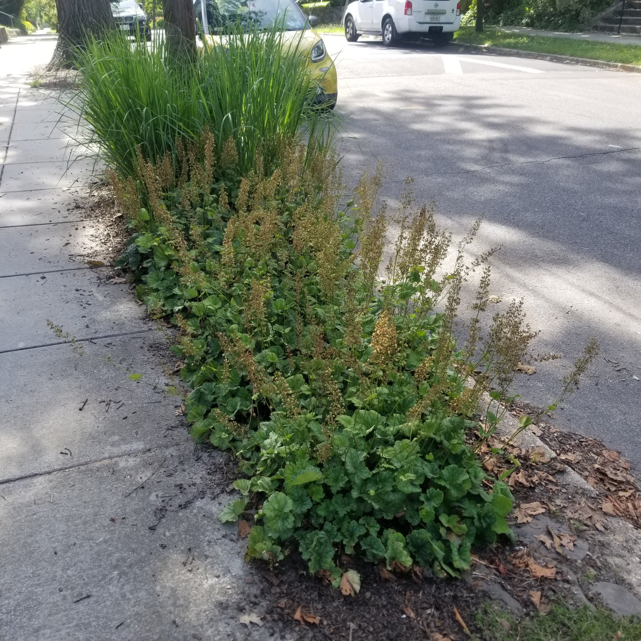Heuchera americana - HEUCHERA 'DALE'S STRAIN'