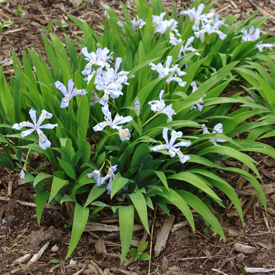 Iris cristata 'Powder Blue Giant' - DWARF CRESTED IRIS 'POWDER BLUE GIANT'