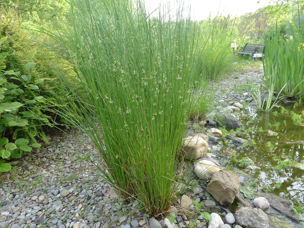 Juncus effusus - COMMON RUSH - PLUG SIZED