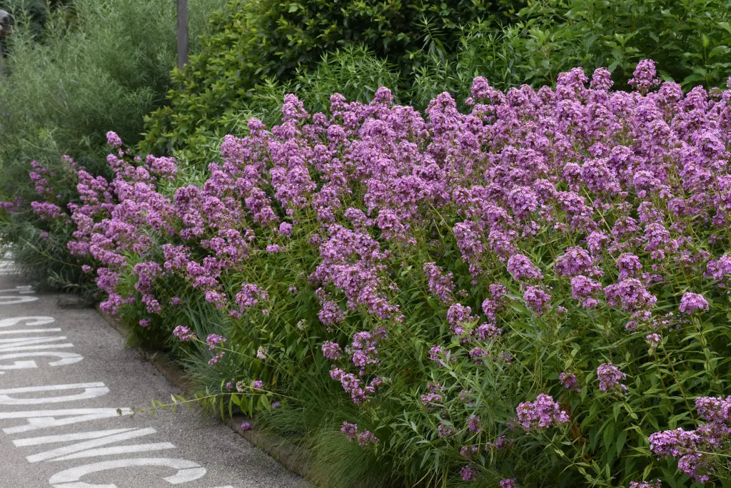 Phlox paniculata 'Jeana' - PHLOX 'JEANA'