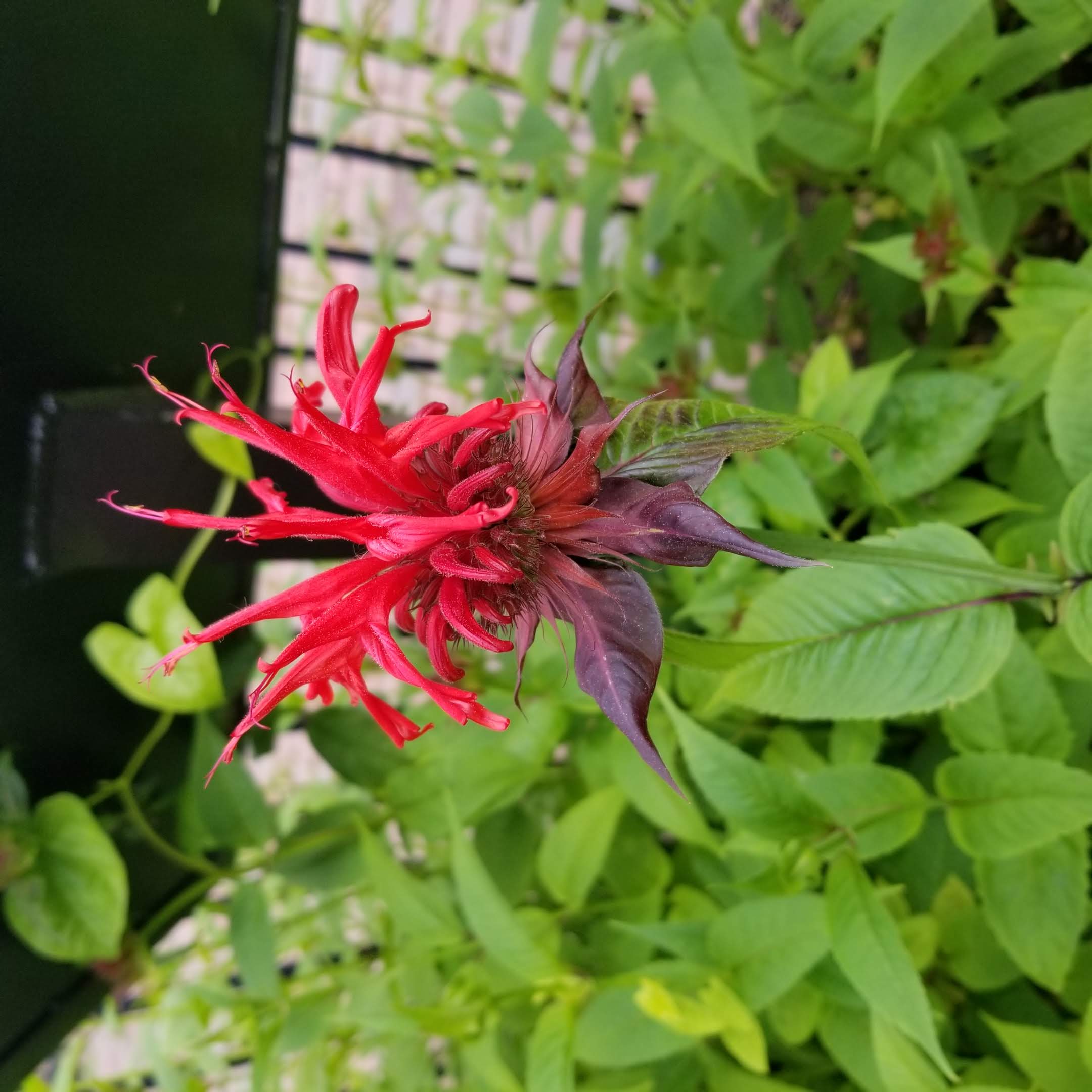 Monarda didyma 'Jacob Cline' - BEE BALM 'JACOB CLINE'