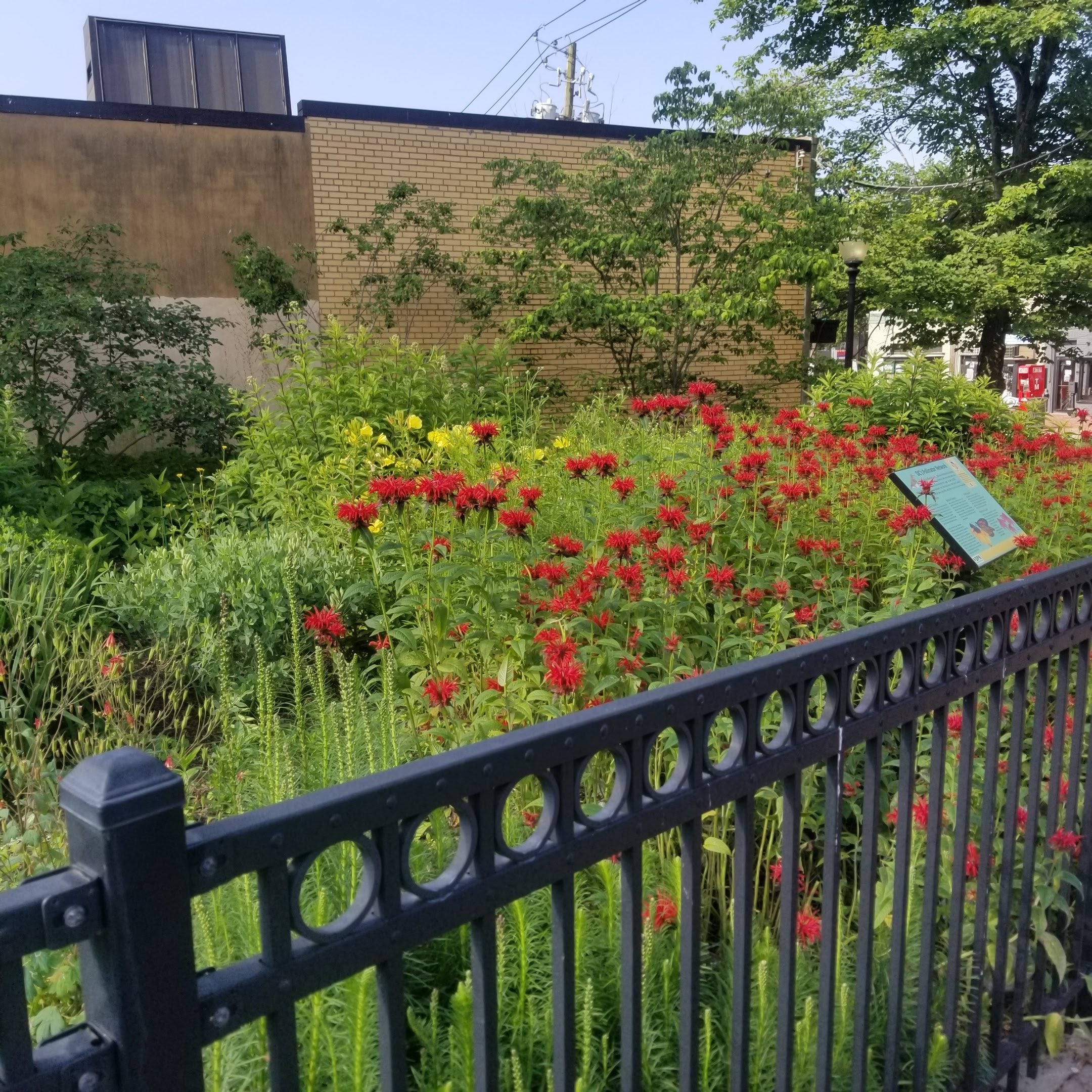 Monarda didyma 'Jacob Cline' - BEE BALM 'JACOB CLINE'