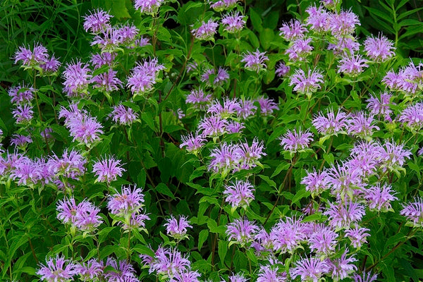 Monarda fistulosa - WILD BERGAMOT