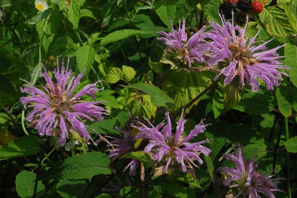 Monarda fistulosa - WILD BERGAMOT