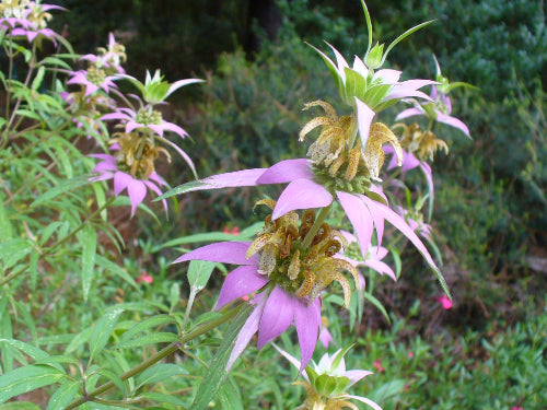 Monarda punctata - SPOTTED BEE BALM