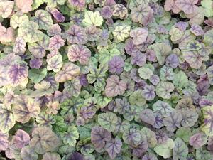 Tiarella - TIARELLA 'NEW MOON MOTLEY'