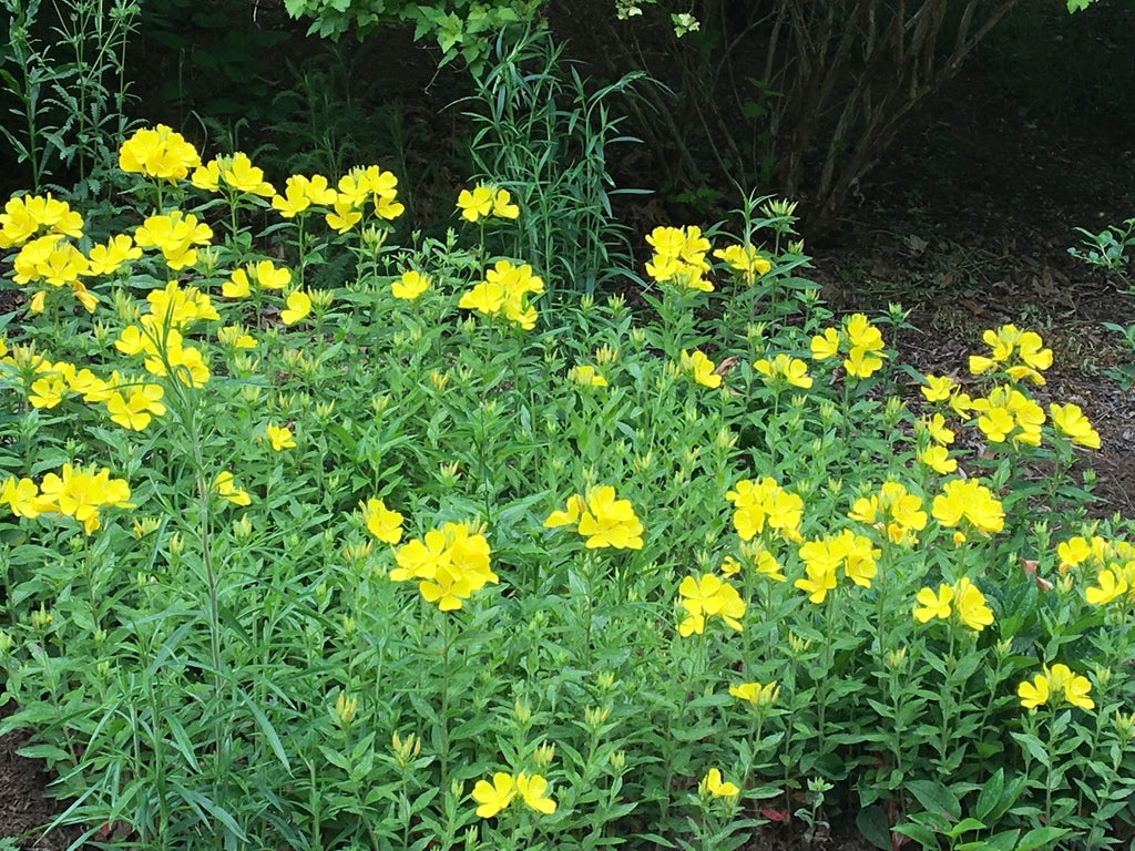Oenothera fruiticosa - SUNDROPS
