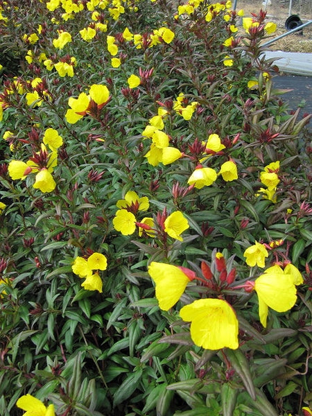 Oenothera fruiticosa - SUNDROPS