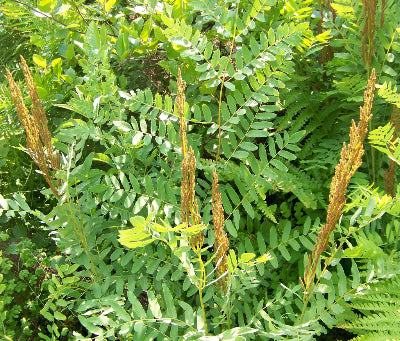 Osmunda regalis var. spectabilis - ROYAL FERN