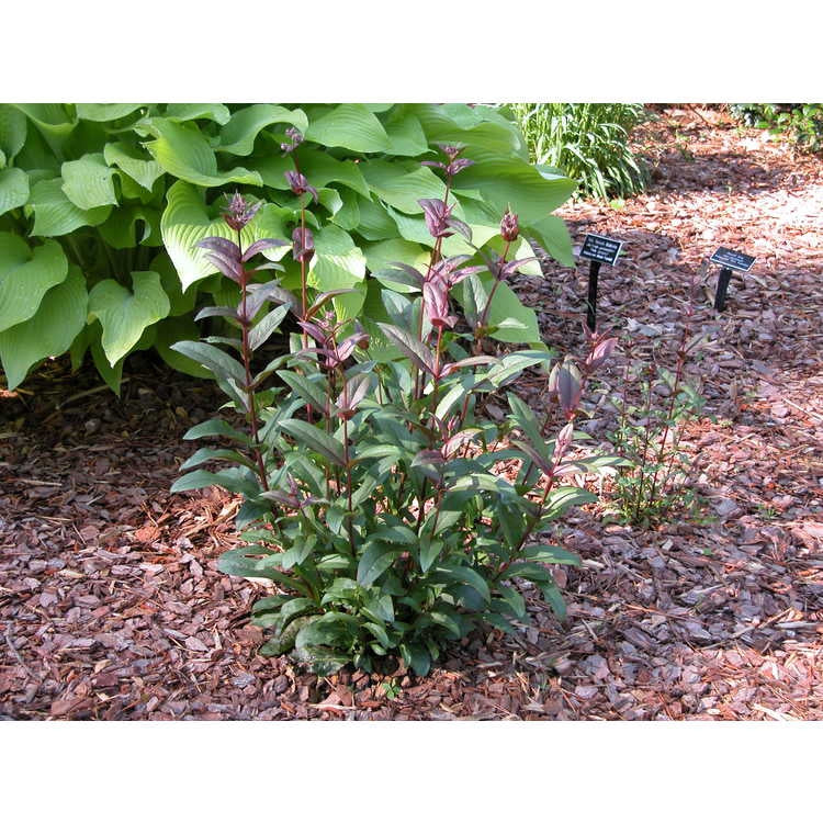 Penstemon digitalis 'Husker's Red' - BEARDTONGUE 'HUSKERS RED'