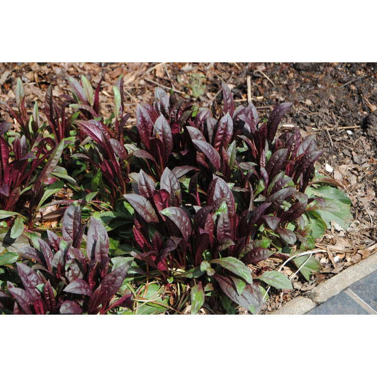 Penstemon digitalis 'Husker's Red' - BEARDTONGUE 'HUSKERS RED'