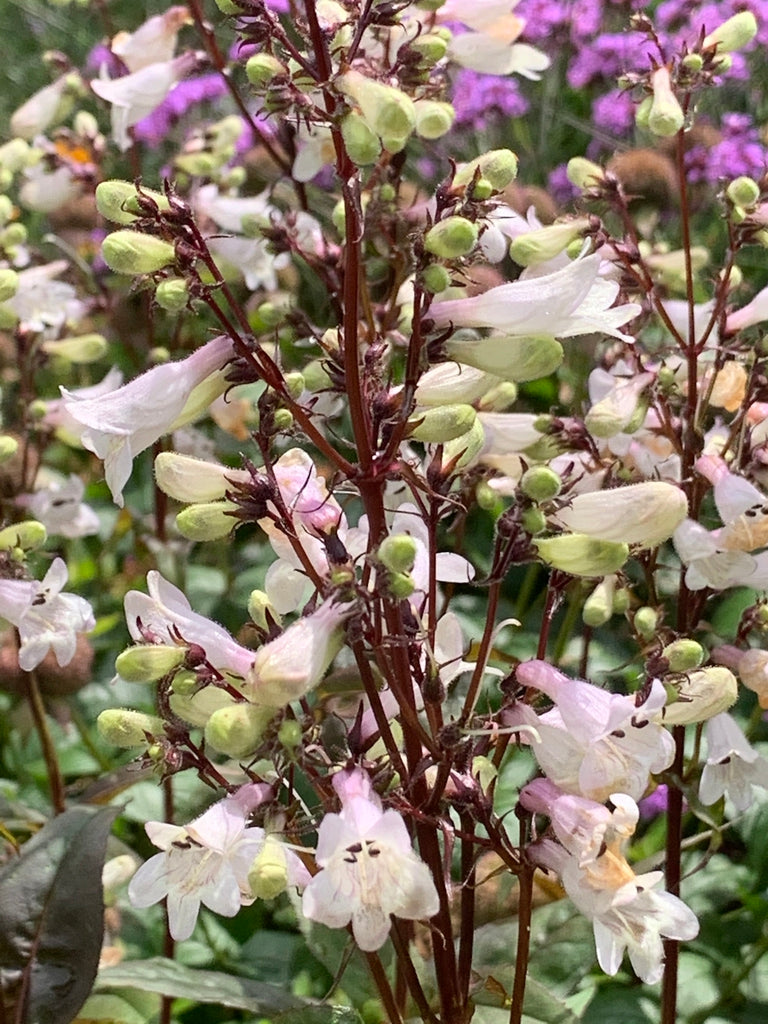 Penstemon digitalis 'Husker's Red' - BEARDTONGUE 'HUSKERS RED'