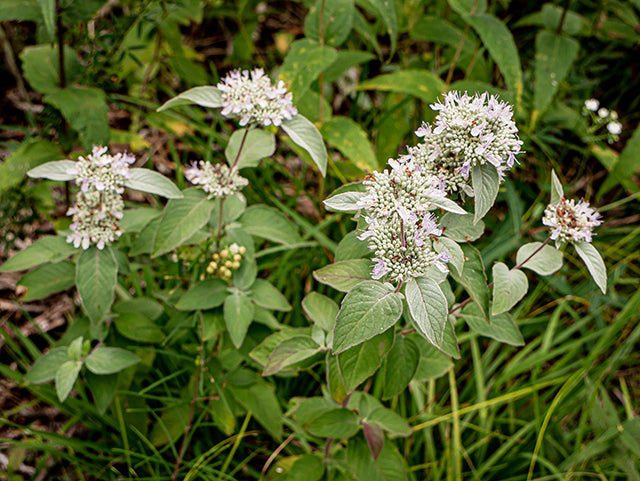 Pycnanthemum muticum - Clustered Mountain Mint