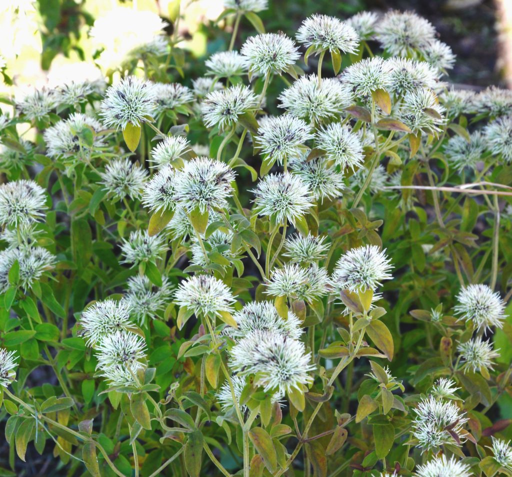 Pycnanthemum flexuosum - Appalachian mountain mint