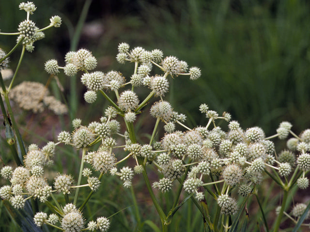 Eryngium yuccafolium - Rattlesnake master