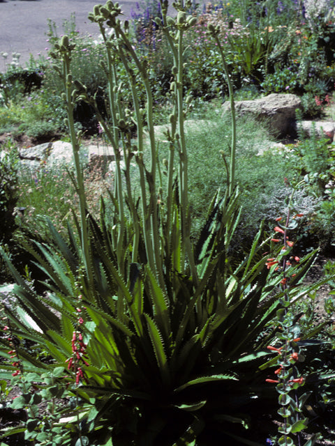 Eryngium yuccafolium - Rattlesnake master