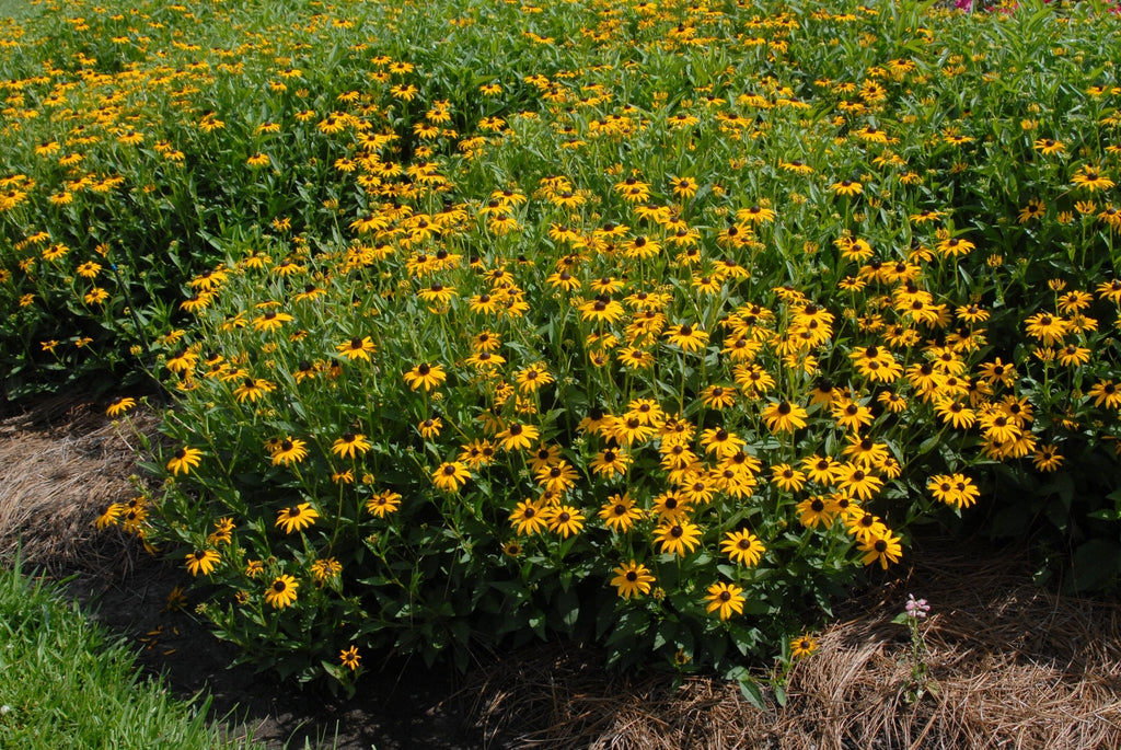 Rudbeckia fulgida 'Goldsturm' - BLACK EYED SUSANS