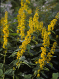 Solidago flexicaulis - ZIG ZAG GOLDENROD