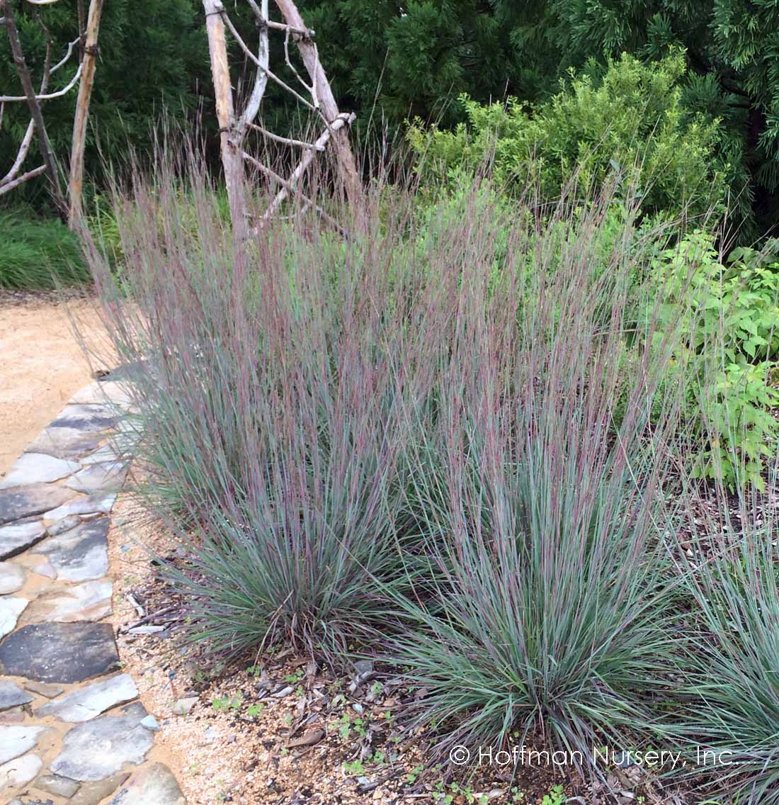 Schizachyrium scoparium - LITTLE BLUESTEM 'THE BLUES'