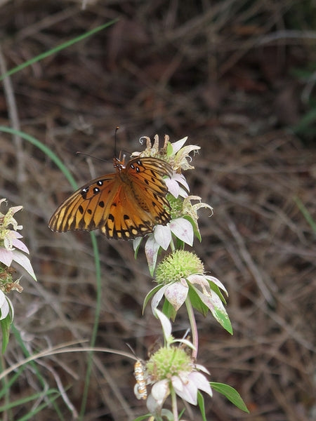 Monarda punctata - SPOTTED BEE BALM