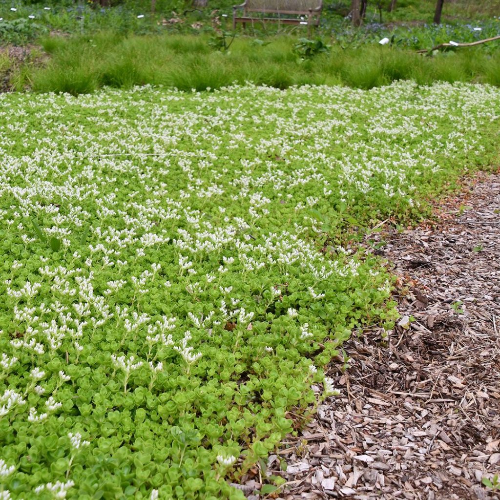Sedum ternatum - THREE LEAVED STONECROP