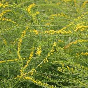 Solidago rugosa 'Fireworks' - WRINKLE LEAF GOLDENROD 'FIREWORKS'